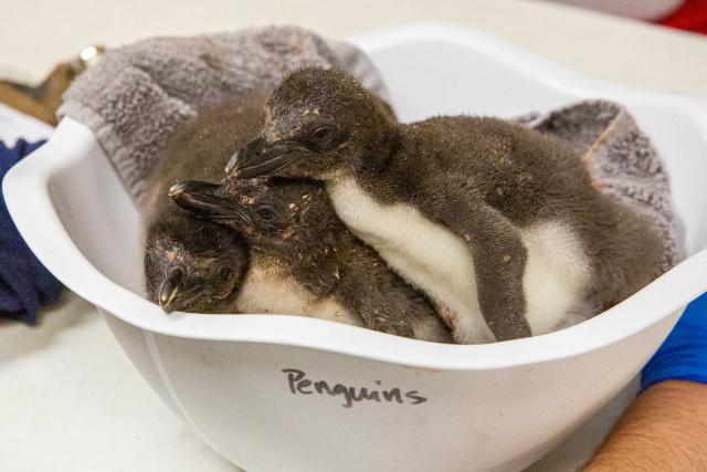 In 2019, animal care specialists at the Kansas City Zoo hand-raised eight macaroni chicks. It was a turning-point for the still new exhibit, which proved itself an important part of the network of zoos helping to breed and raise penguins.