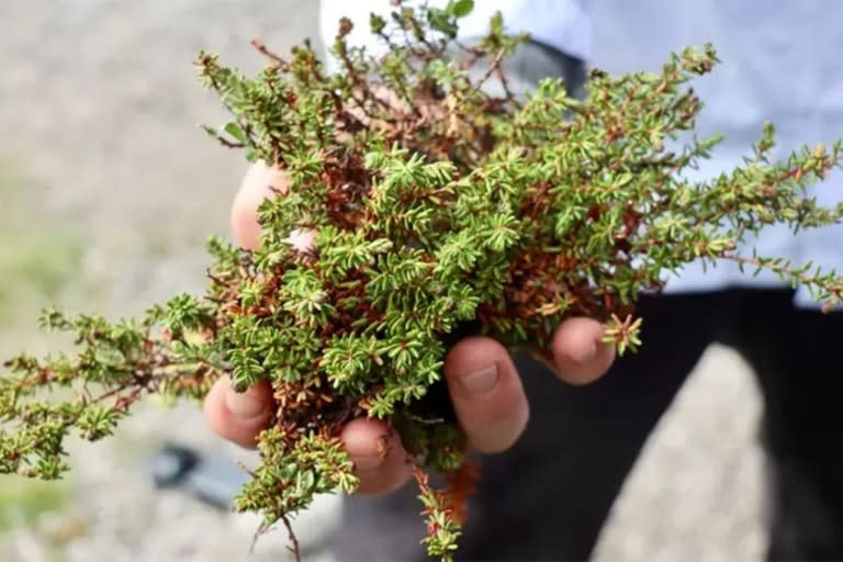 Una despensa natural crece a lo largo de la costa cerca de Koks.