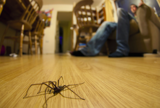 Giant Spiders, Giant Flops: The Enduring Awfulness of 'Wild Wild