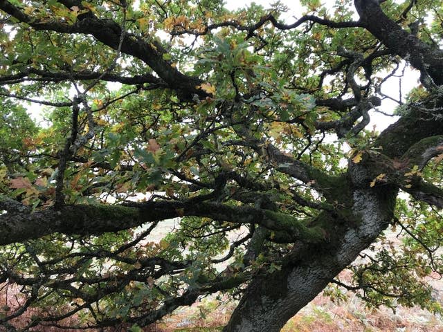 Trees in the Peak District