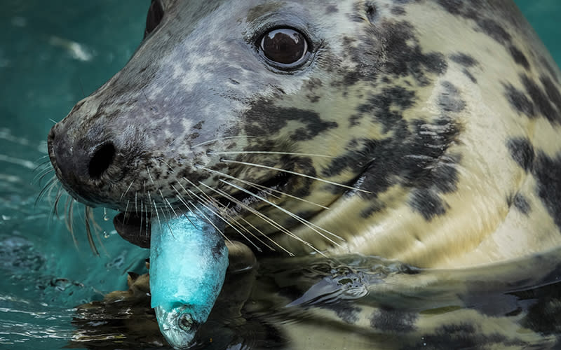 A grey seal eats an ice cake made of fish