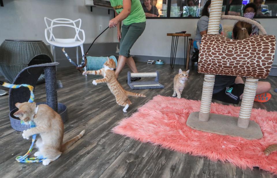 Kittens play inside the lounge at the Purrfect Day Cat Cafe on Bardstown Road in the Bonnycastle neighborhood.