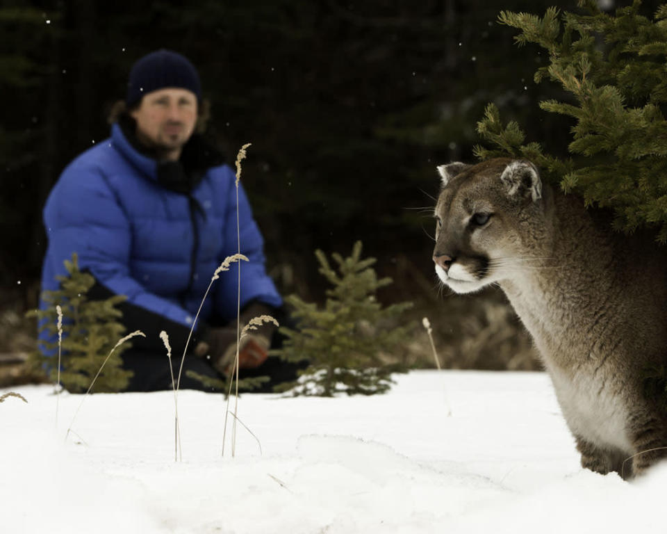 Stalking the Mountain Lion
