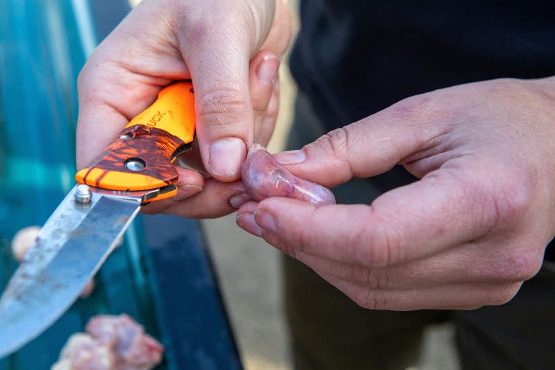 Ticks and climate change killing baby moose in Maine