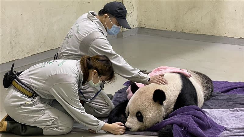 團團於11月19日病逝。（圖／動物園提供）