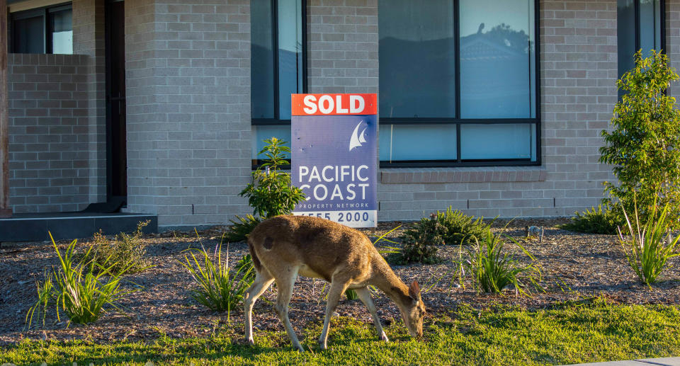 A wild deer eating the lawn of a recently sold home in a new property development in Forster on the NSW Mid North Coast. Source: Ashley Carson

 