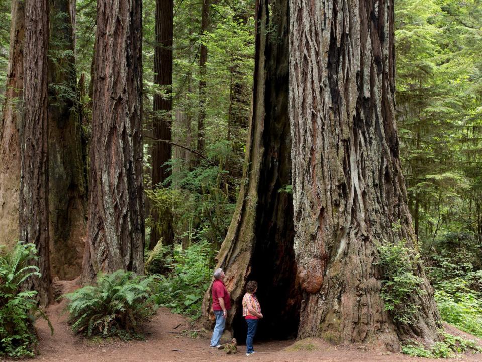 Redwood National and State Parks