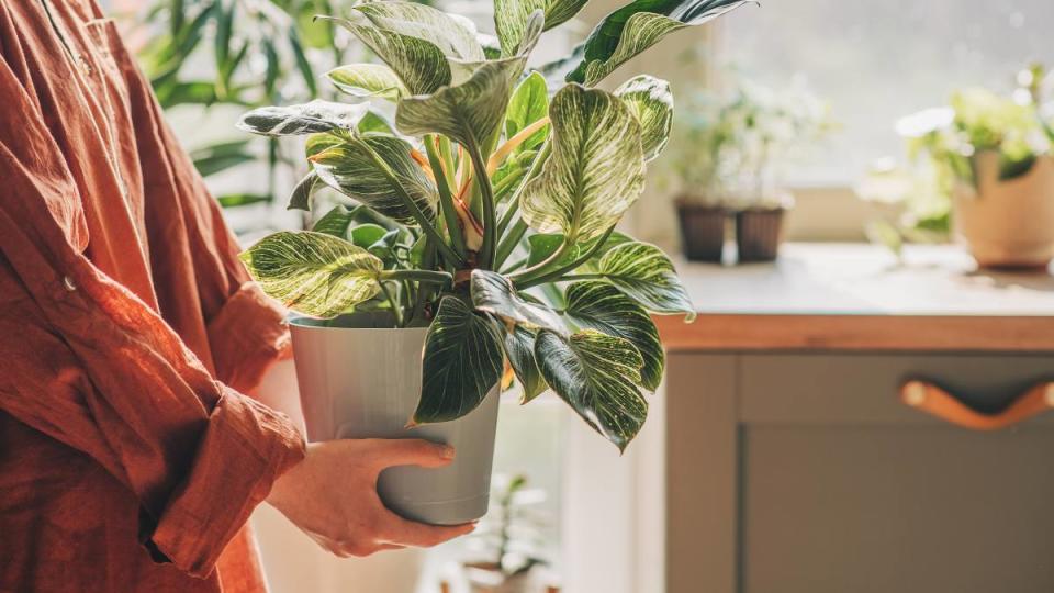 Uses for Pantyhose: Outsmart houseplant messes