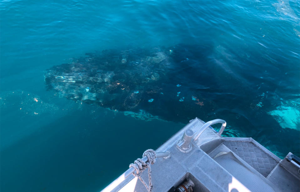 The humpback whale circled and tumbled around the boat for an hour.