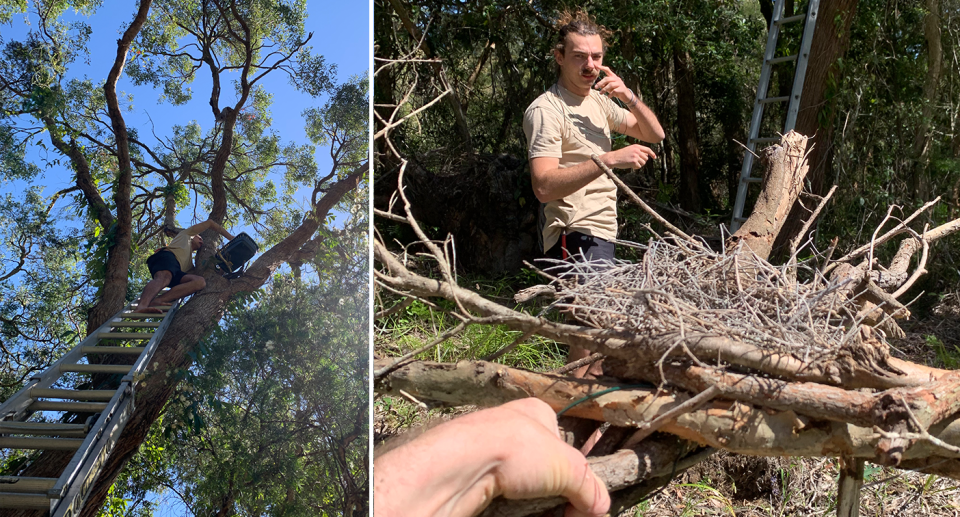 Left: Volunteers climb high to help put the eggs in another nearby tree. Right: The recovered nest. Source: Michael Dahlstrom