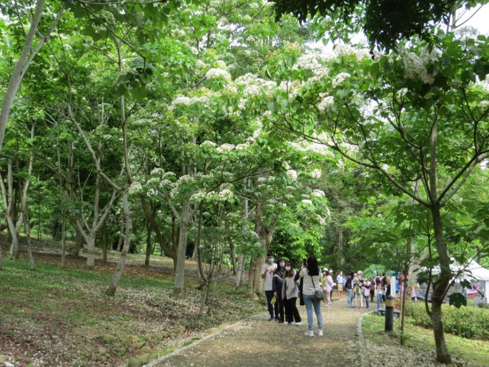 雲林古坑荷苞桐花綻放。 （記者陳正芬攝）