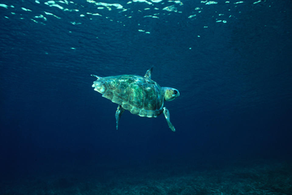 Pictured is a loggerhead turtle swimming in the ocean.