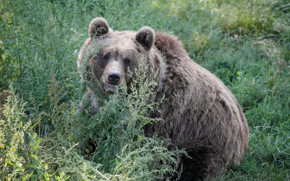 Bears are munching on berries, which contain less protein and therefore take less energy to break down, causing them to gain weight more quickly. - REUTERS