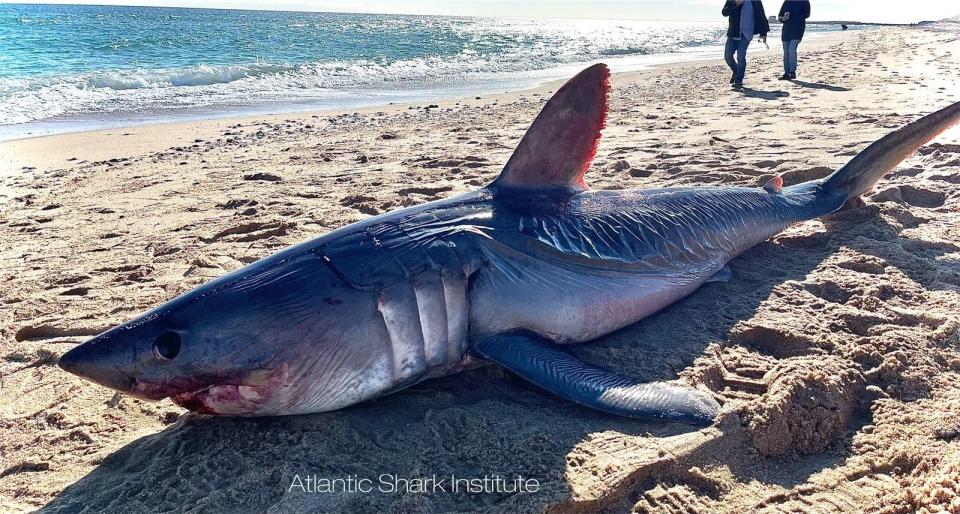 A nearly 9-foot-long porbeagle shark, an endangered species, was found dead Wednesday on East Beach in Watch Hill.