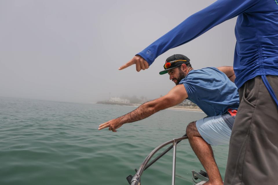 Patrick Rex points towards a juvenile white shark in the water. The CSULB Shark Lab was tagging juvenile white sharks off the coast of Carpentaria, CA, on July 19, 2023.