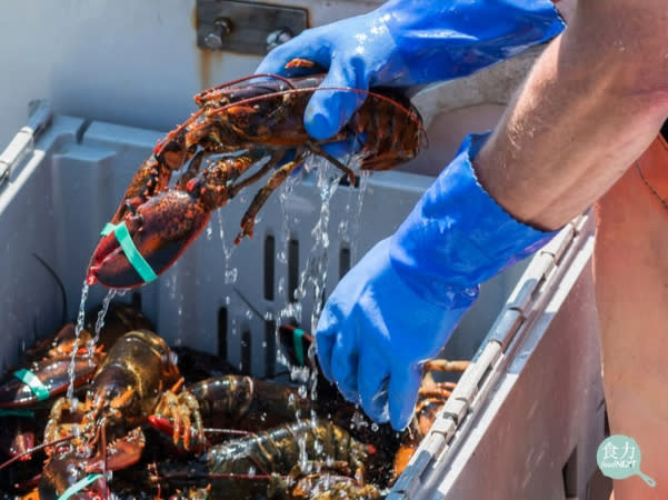 一般我們在市面上吃到的波士頓龍蝦，品種為「美洲螯龍蝦（Homarus americanus）」，特徵有兩隻大螯。