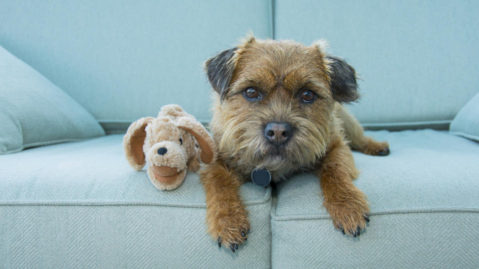 Dog on couch