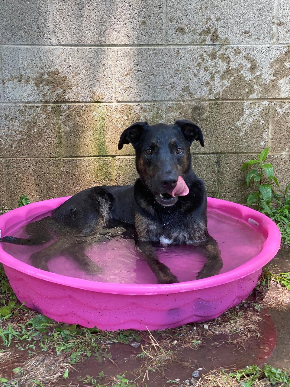 Ace enjoying a lazy moment in the pool during his time at HAP Stanton/Christiana.