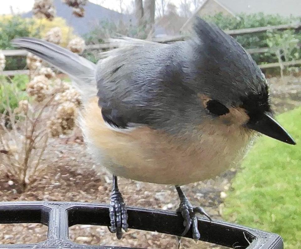 A tufted titmouse photo by Bird Buddy