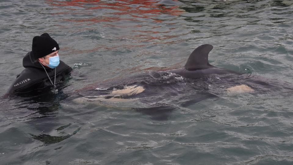 Ein freiwilliger Helfer mit dem Orca-Baby Toa. Der kleine Schwertwal ist gestorben.