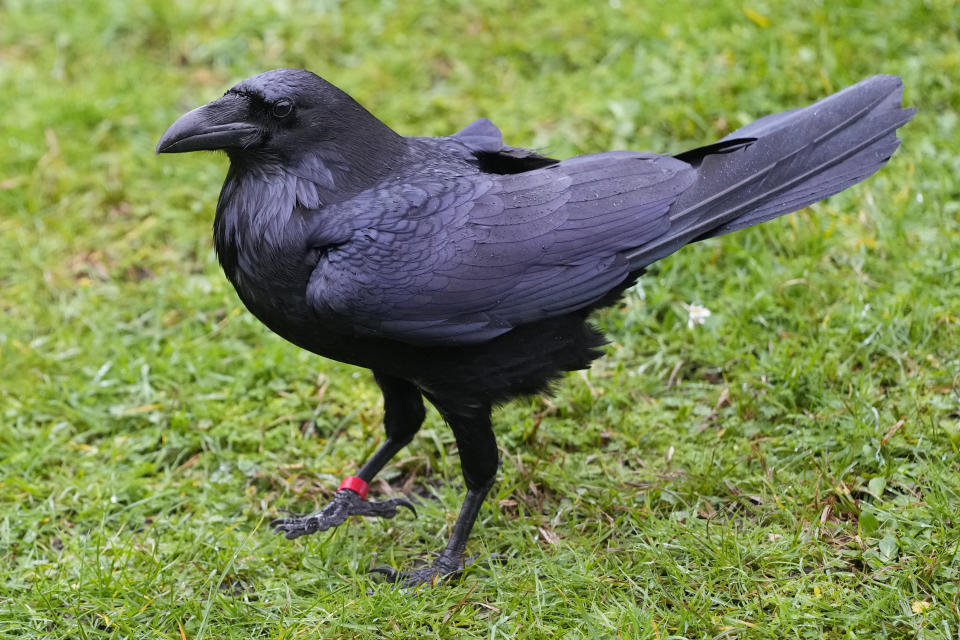 A raven at The Tower of London in London, Thursday, Feb. 29, 2024. If legend is to be believed, Barney Chandler has just got the most important job in England. Chandler is the newly appointed ravenmaster at the Tower of London. He's responsible for looking after the feathered protectors of the 1,000-year-old fortress. (AP Photo/Kirsty Wigglesworth)