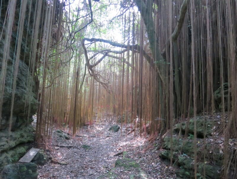 高雄祕境景點「一簾幽夢」由外來植物錦屏粉藤組成，看似夢幻，但卻是保育志工眼中「夢幻中的邪惡」，因其掠奪土壤與陽光，許多原生樹木一旦遭錦屏粉藤覆蓋，便會因缺乏陽光而死亡。（國立中山大學提供） 中央社記者林巧璉傳真  113年3月14日