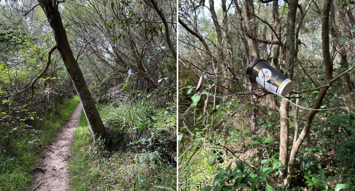 The McDonald's coffee cup 'perfectly placed' on a branch on the walking track near Redhead Beach, south of Newcastle, NSW.