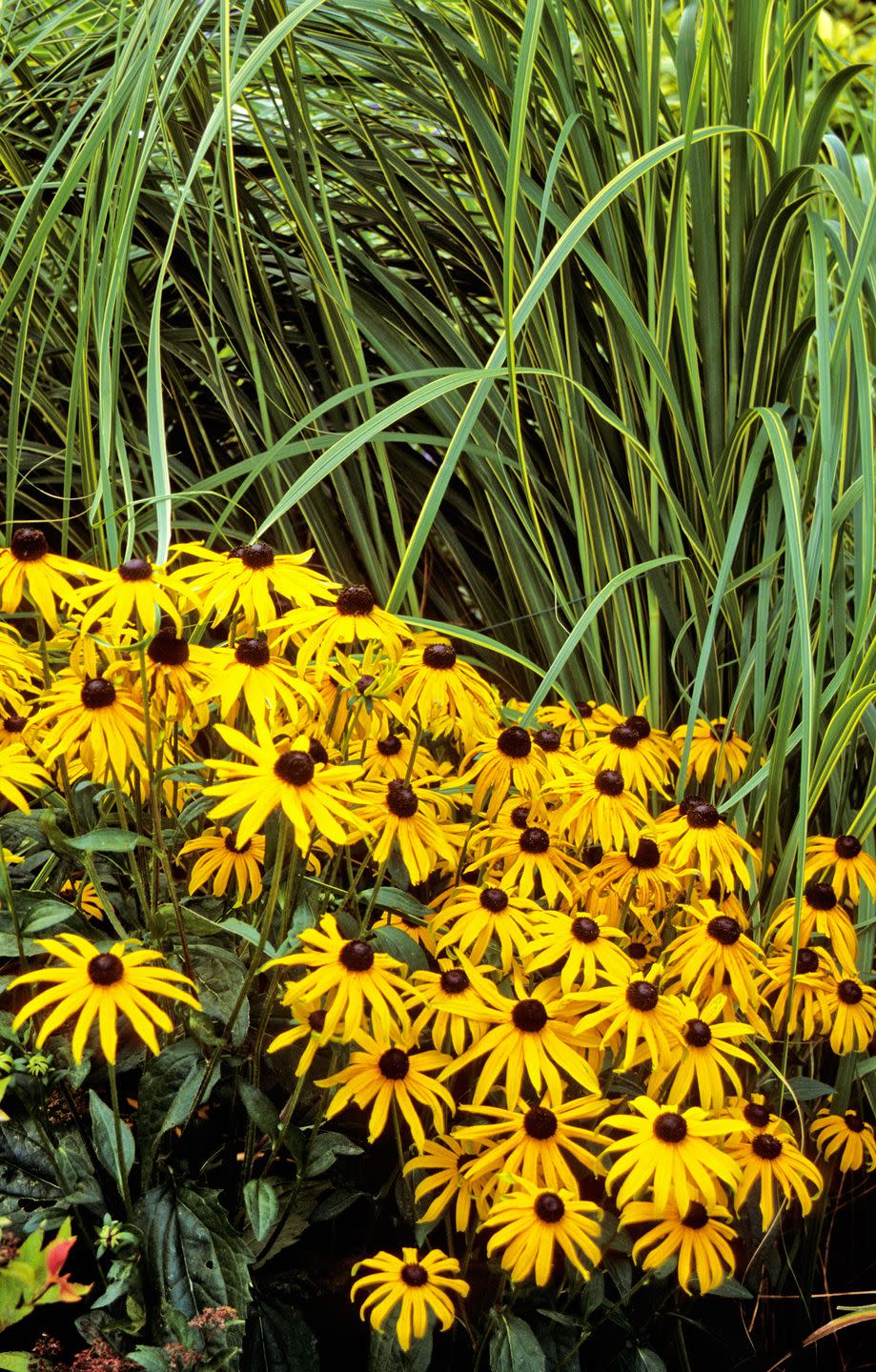 Perennials: Black-Eyed Susan