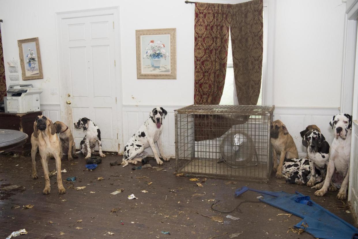 Inside Christina Fay's house in Wolfeboro, N.H: Humane Society of the United States