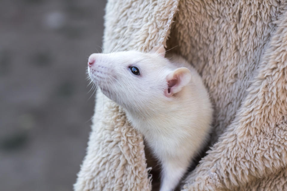 A pet rat