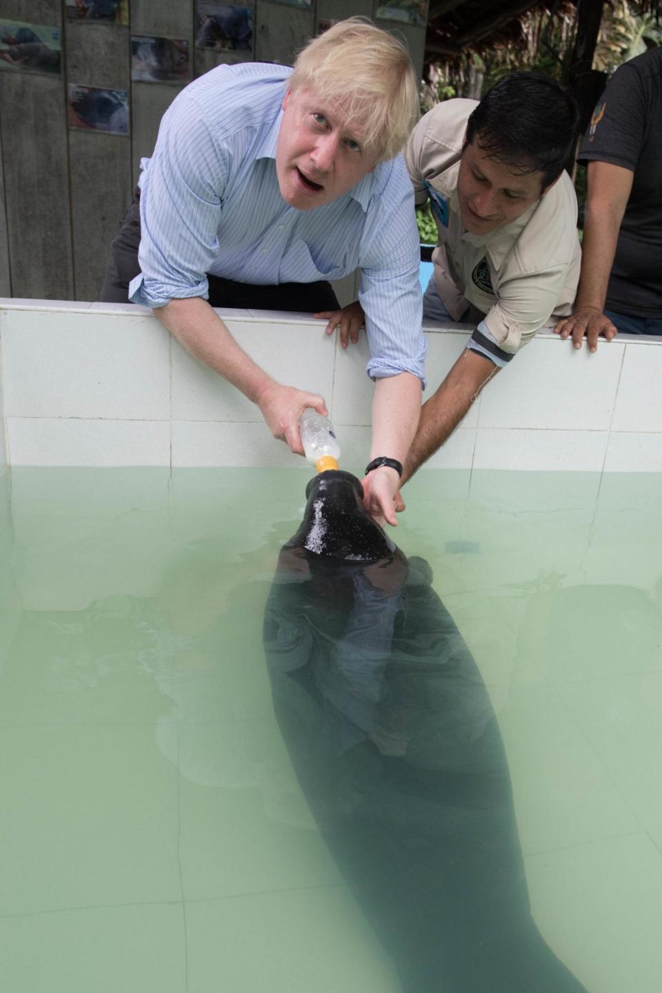 Boris Johnson attempts to feed manatees that have been rescued from illegal trafficking (PA)