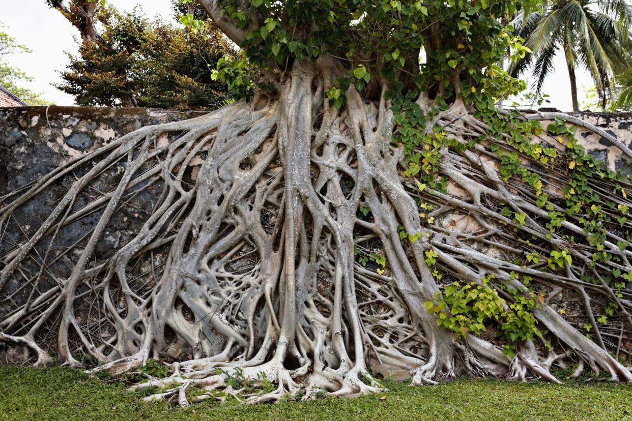 Strangler Fig Tree, Vietnam