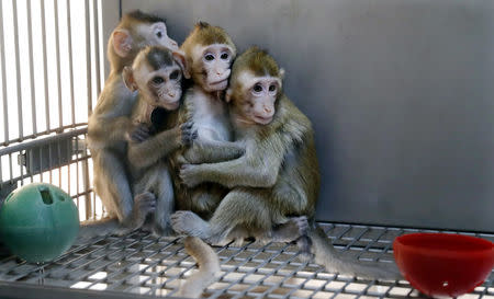 Monkeys cloned from a gene-edited macaque with circadian rhythm disorders are seen in a lab at the Institute of Neuroscience of Chinese Academy of Sciences in Shanghai, China January 18, 2019. China Daily via REUTERS