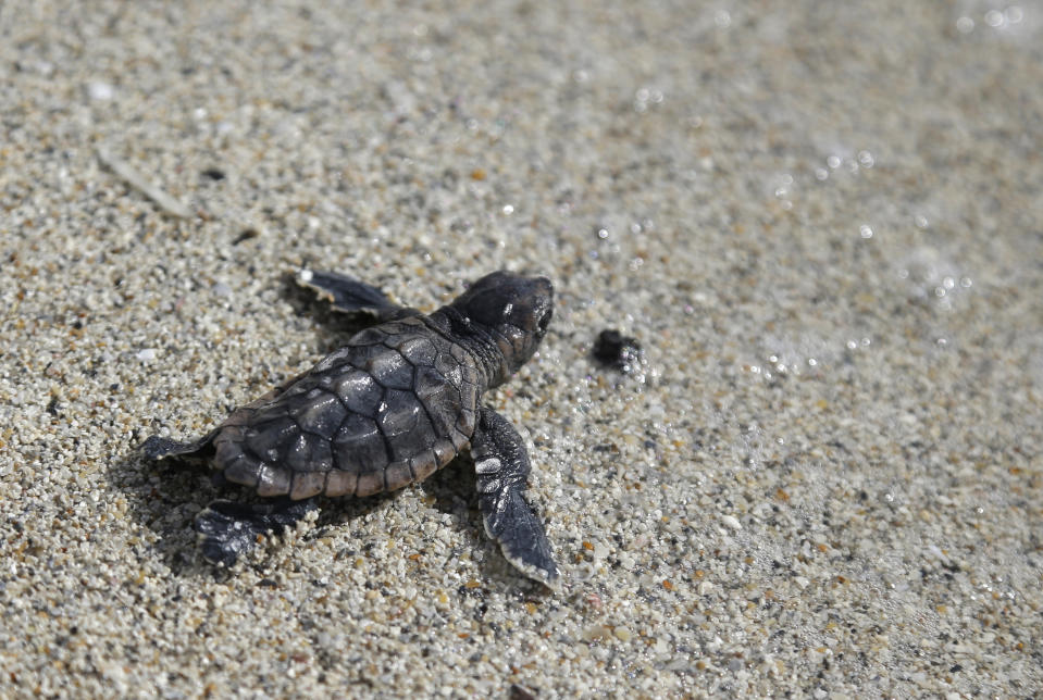 In this photo taken Tuesday, July 9, 2013, a loggerhead sea turtle hatchling makes its way into the ocean along Haulover Beach in Miami. The turtle is an evaluated hatchling, and was manually released into the sea after being removed from the nest by a conservation specialist doing a nest success inventory. Sea turtle nesting season on Florida's Atlantic coast runs from March through October. (AP Photo/Lynne Sladky)