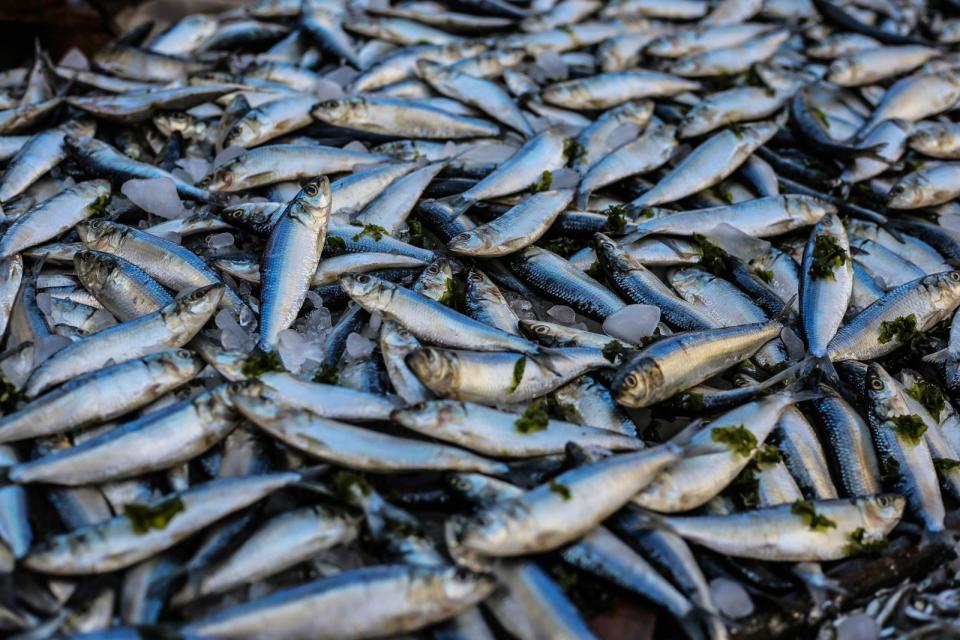 根據台南市環保局的初步調查，死魚的主要原因是水中溶氧不足，可能是連日來高溫天氣所致。（示意圖，非當事地點，pexels）