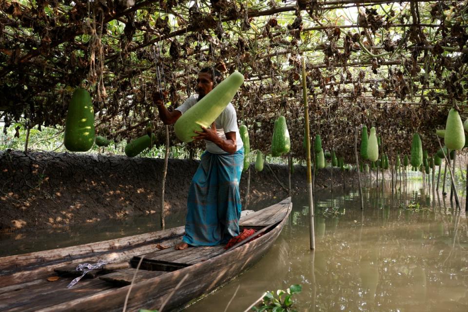 Farmer Mohammad Selim, 54, hangs a gourd with a rope to a floating bed’s ceiling at his farm in Pirojpur district (Reuters)