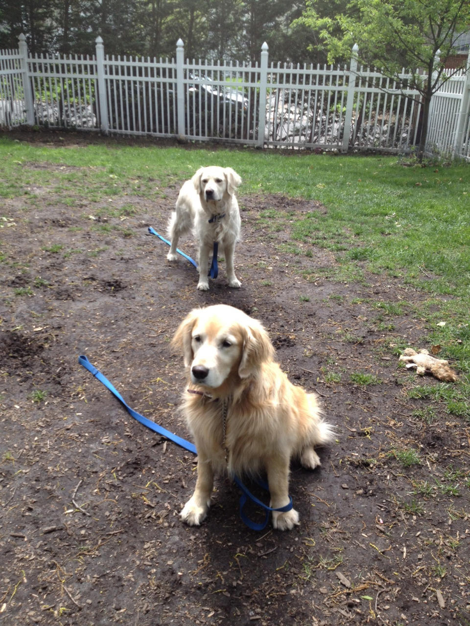 In this April 28, 2012 image released by Emily Cohn, an English cream retriever and Golden retriever who created a muddy runway in their owner's backyard, is shown in Larchmont, N.Y. Muddy lawns and ankle-twisting craters are just two of the problems that frustrate pet owners each spring. But with some simple design steps, you can reclaim your backyard. (AP Photo/Robert Koch)