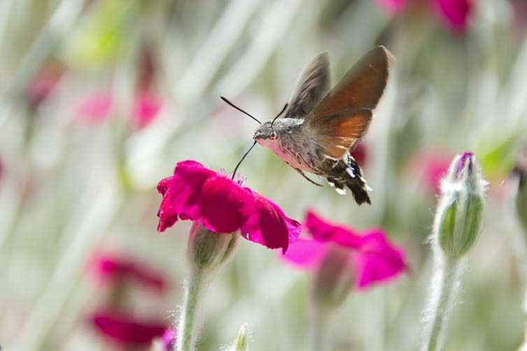 <span class="caption">The hummingbird hawk moth. Research in Portugal is revealing the importance of moths as pollinators.</span> <span class="attribution"><a class="link " href="https://www.shutterstock.com/image-photo/sfinge-colibri-macroglossum-stellatarum-on-pink-653353480" rel="nofollow noopener" target="_blank" data-ylk="slk:Claudio306/Shutterstock.com;elm:context_link;itc:0;sec:content-canvas">Claudio306/Shutterstock.com</a></span>