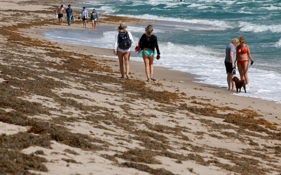 Beachgoers walk past seaweed that washed ashore.