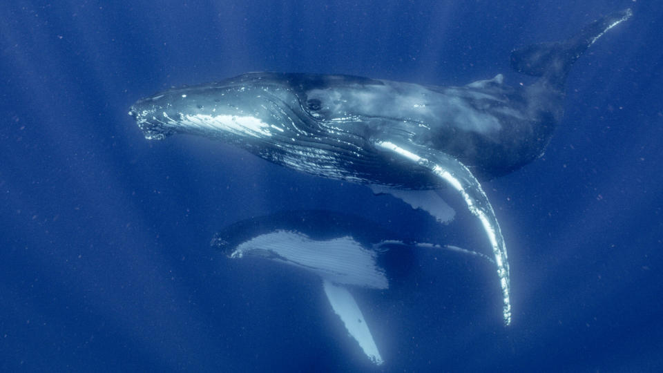 This image released by Disney Plus shows migrating Humpback whales in a scene from “Secrets of the Whales,” a new National Geographic docuseries premiering April 22 on Disney+. (Adam Geiger/National Geographic for Disney+ via AP)