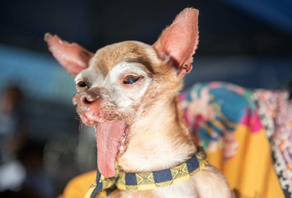 A dog named Tostito, who has no teeth or lower jaw, is seen during the World's Ugliest Dog Competition in Petaluma, California on June 21, 2019. (Photo by JOSH EDELSON / AFP)        (Photo credit should read JOSH EDELSON/AFP/Getty Images)