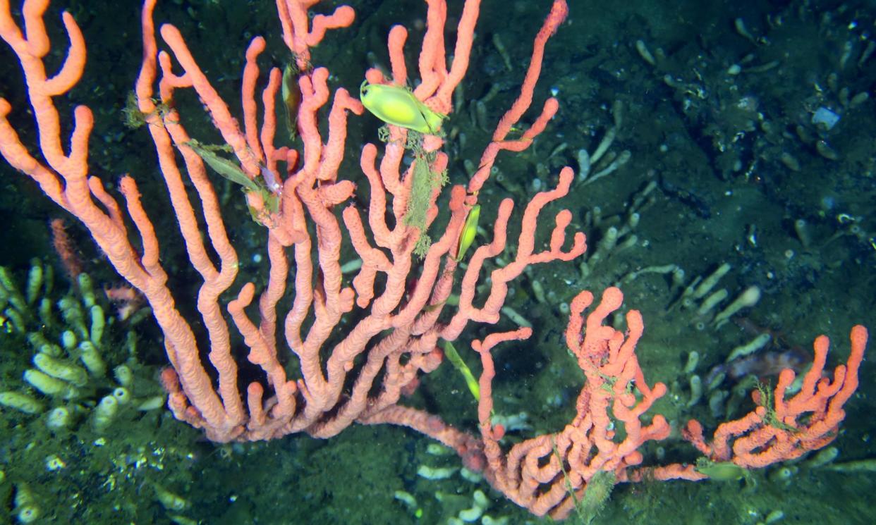 <span>Fish swimming among the pink coral in the Lophelia Reef, in the Finlayson Channel off British Columbia, Canada.</span><span>Photograph: Fisheries and Oceans Canada</span>