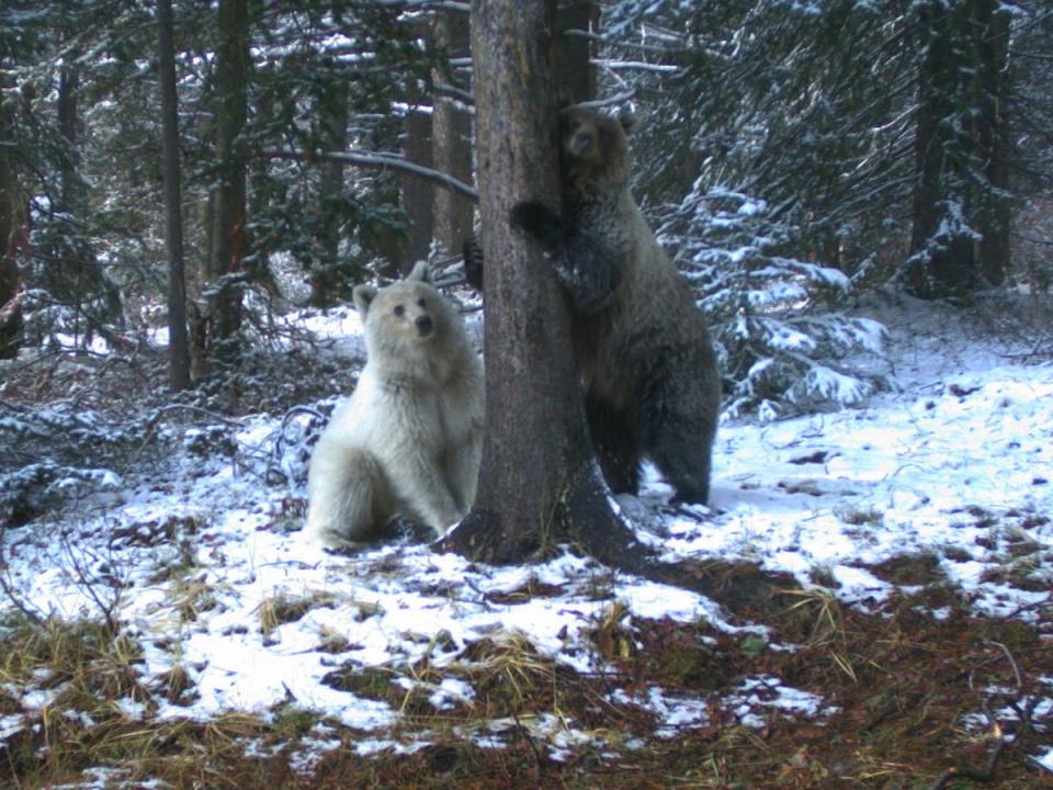 There are believed to be just 60 grizzly bears in the national park (Parks Canada)