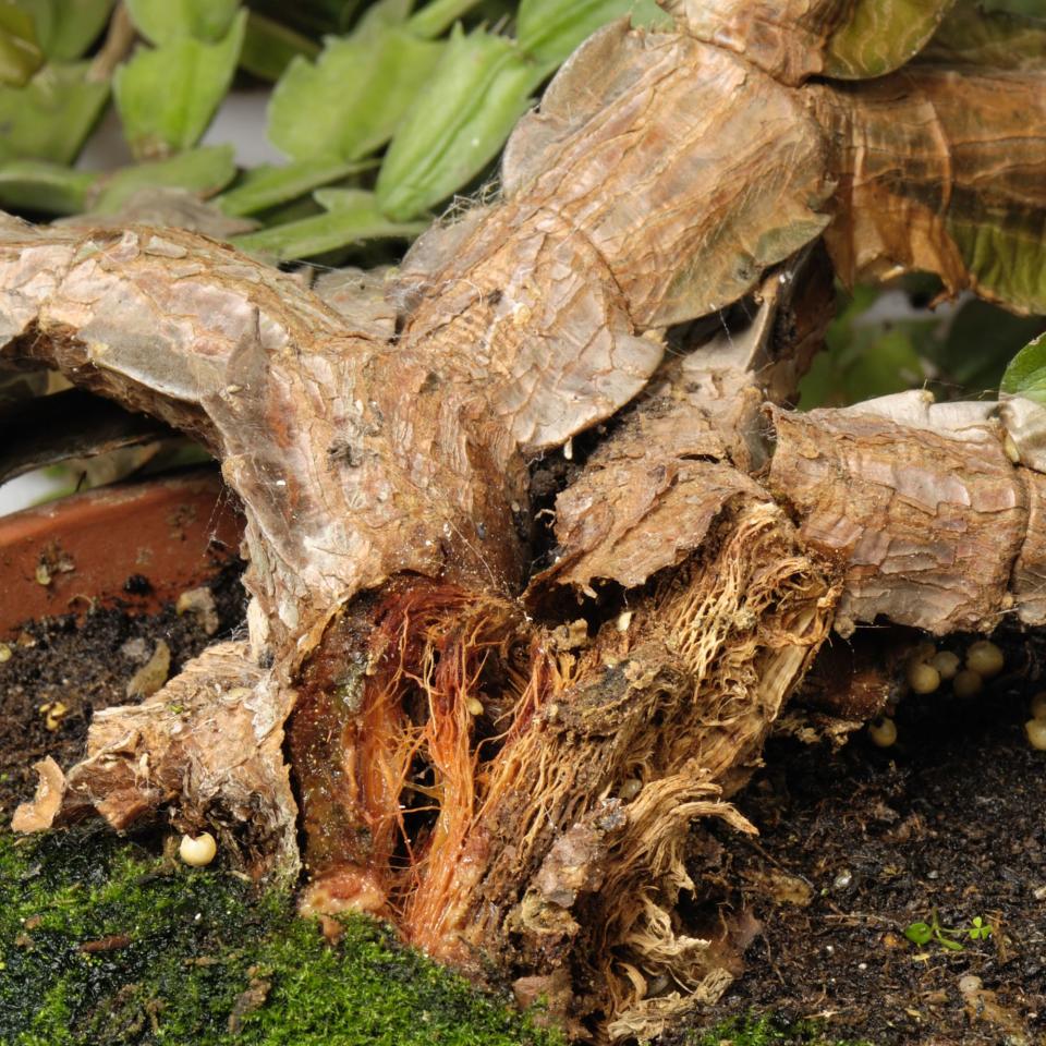 Bacterial soft rot damage damage to Christmas cactus Schlumbergera