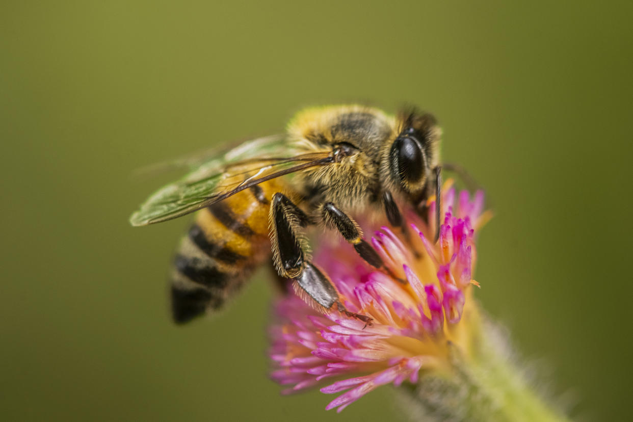 Abeja en una flor