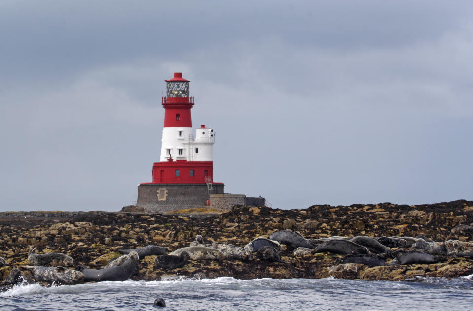 Farne Islands, Northumberland