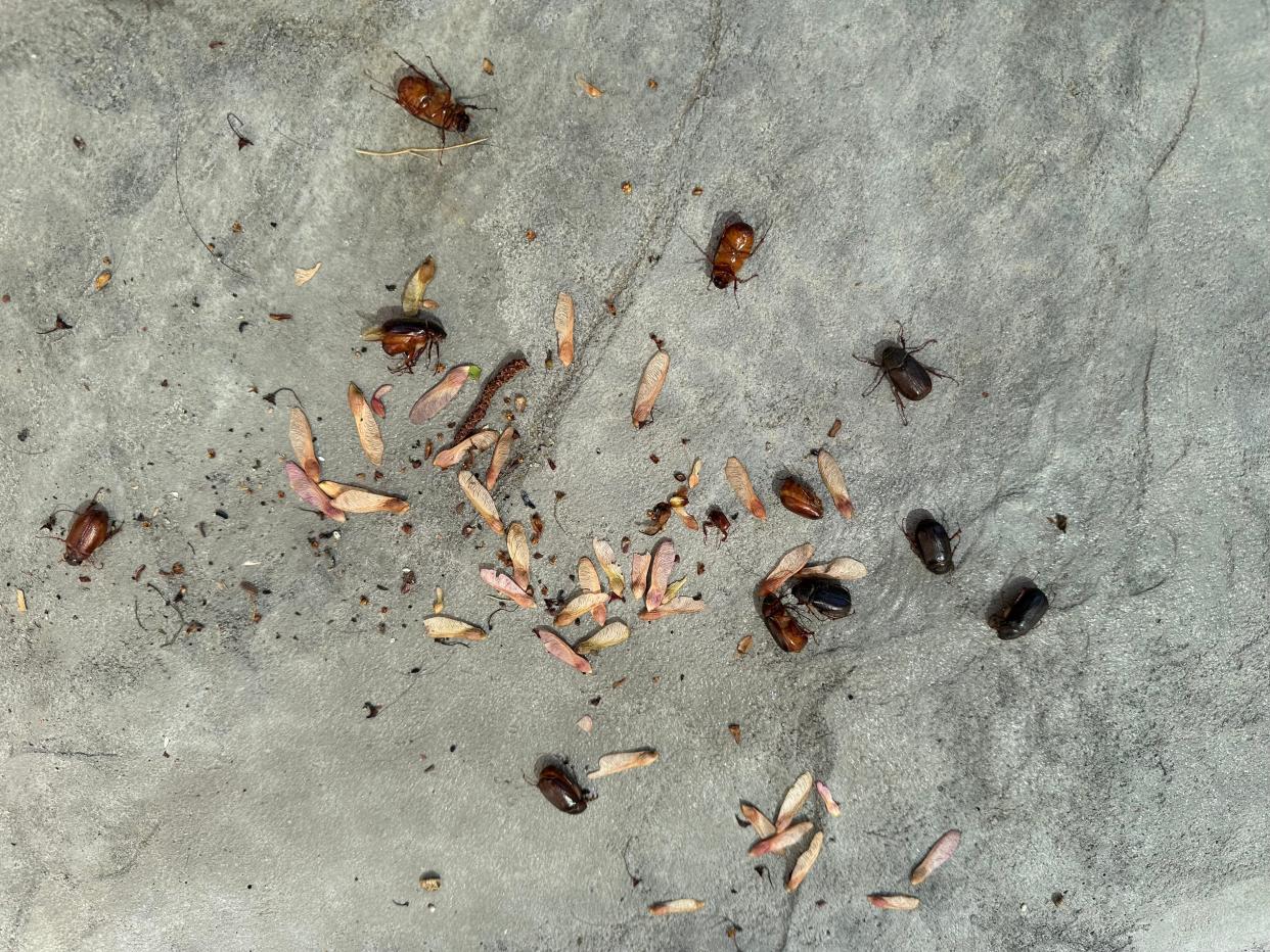 A group of live and dead June bugs is pictured on a back porch in Greenwood, Indiana on April 30, 2024. Attracted to lights, the bugs gather overnight and typically die the next day, making room for the next round of little beetles.