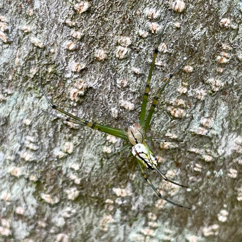 Orchard orbweaver, USA (Kimb/Blipfoto)