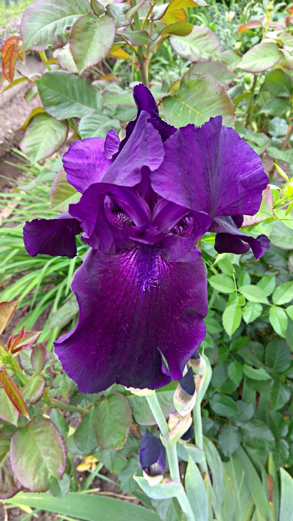 Tall Bearded Iris