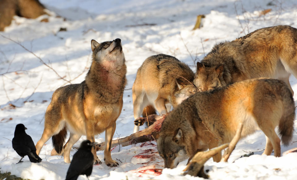 Wolves and crows gather around a carcass in the snow. One wolf howls while others feed, creating a dynamic wildlife scene